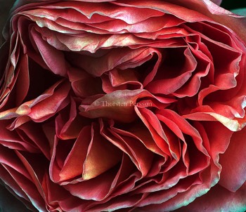  Rosor 