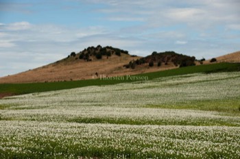  Tasmanien 